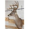 Image 3 : 11-Point (Wide Rack) WHITETAIL DEER Shoulder Mount