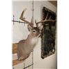Image 4 : 11-Point (Wide Rack) WHITETAIL DEER Shoulder Mount