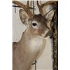 Image 5 : 11-Point (Wide Rack) WHITETAIL DEER Shoulder Mount