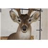 Image 6 : 11-Point (Wide Rack) WHITETAIL DEER Shoulder Mount