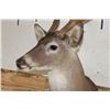 Image 7 : 11-Point (Wide Rack) WHITETAIL DEER Shoulder Mount