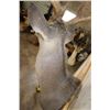 Image 8 : 11-Point (Wide Rack) WHITETAIL DEER Shoulder Mount