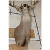 Image 9 : 11-Point (Wide Rack) WHITETAIL DEER Shoulder Mount