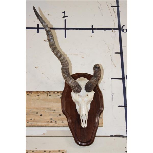 BLACKBUCK Skull on a Wooden Plaque