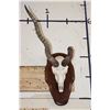 Image 1 : BLACKBUCK Skull on a Wooden Plaque