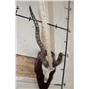 Image 7 : BLACKBUCK Skull on a Wooden Plaque