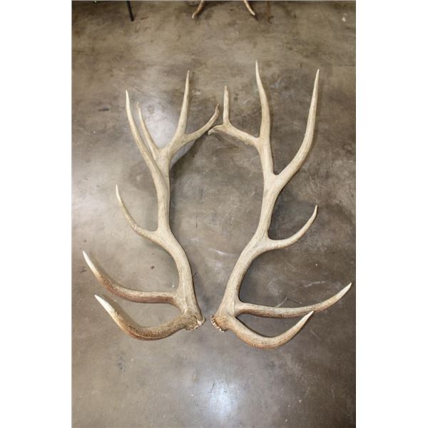 XL Set of 14-Point ELK Antler Sheds