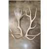Image 1 : XL Set of 14-Point ELK Antler Sheds