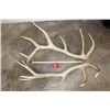Image 2 : XL Set of 14-Point ELK Antler Sheds