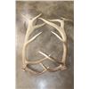 Image 3 : XL Set of 14-Point ELK Antler Sheds