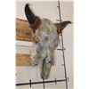 Image 2 : Painted and embellished BISON Skull