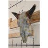 Image 3 : Painted and embellished BISON Skull