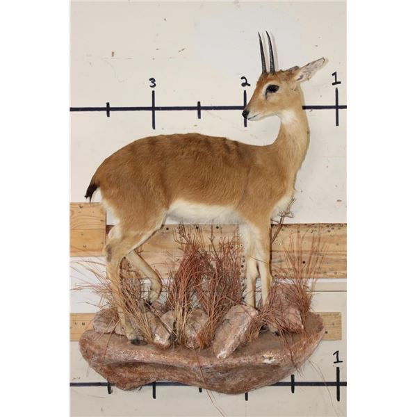 Life-sized ORIBI on a simulated Rock Wall Base
