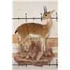 Image 1 : Life-sized ORIBI on a simulated Rock Wall Base