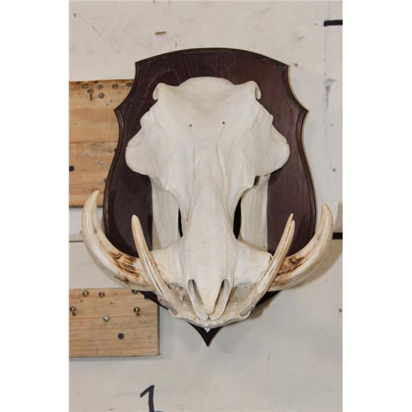 WARTHOG Skull on a Wooden Plaque