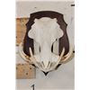 Image 1 : WARTHOG Skull on a Wooden Plaque