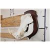 Image 2 : WARTHOG Skull on a Wooden Plaque