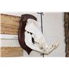 Image 3 : WARTHOG Skull on a Wooden Plaque