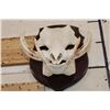 Image 5 : WARTHOG Skull on a Wooden Plaque