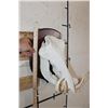 Image 7 : WARTHOG Skull on a Wooden Plaque