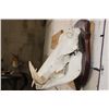Image 9 : WARTHOG Skull on a Wooden Plaque