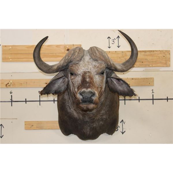 CAPE BUFFALO Shoulder Mount