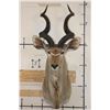 Image 1 : KUDU Shoulder Mount