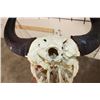 Image 10 : North American BUFFALO or BISON Skull with a Wire Hanger