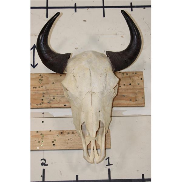 North American BUFFALO or BISON Skull with a Wire Hanger