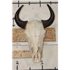 Image 1 : North American BUFFALO or BISON Skull with a Wire Hanger