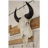 Image 2 : North American BUFFALO or BISON Skull with a Wire Hanger