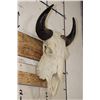 Image 3 : North American BUFFALO or BISON Skull with a Wire Hanger