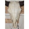 Image 5 : North American BUFFALO or BISON Skull with a Wire Hanger