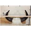 Image 7 : North American BUFFALO or BISON Skull with a Wire Hanger