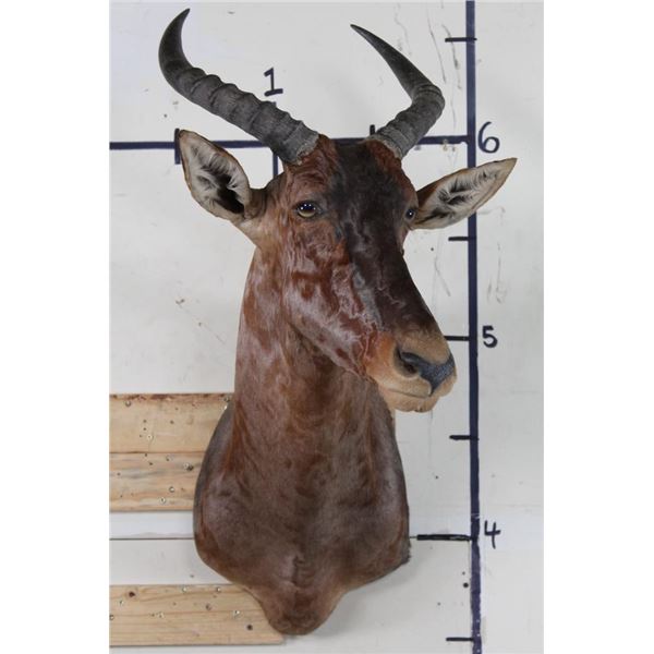 TSESSEBE Shoulder Mount