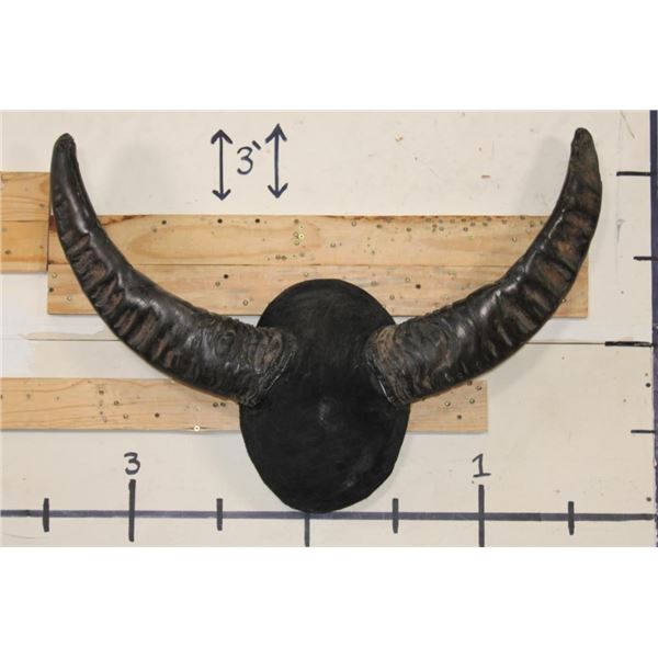 Big Mounted WATER BUFFALO Horns