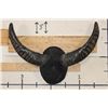 Image 1 : Big Mounted WATER BUFFALO Horns