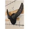 Image 3 : Big Mounted WATER BUFFALO Horns