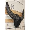 Image 4 : Big Mounted WATER BUFFALO Horns