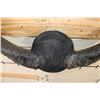 Image 5 : Big Mounted WATER BUFFALO Horns