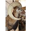 Image 10 : MOUFLON Shoulder Mount