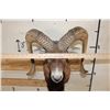 Image 11 : MOUFLON Shoulder Mount