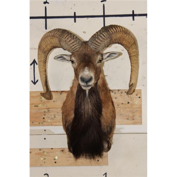MOUFLON Shoulder Mount