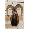 Image 1 : MOUFLON Shoulder Mount