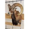 Image 2 : MOUFLON Shoulder Mount