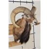 Image 3 : MOUFLON Shoulder Mount