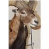 Image 4 : MOUFLON Shoulder Mount