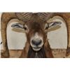 Image 5 : MOUFLON Shoulder Mount