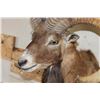 Image 6 : MOUFLON Shoulder Mount