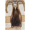 Image 7 : MOUFLON Shoulder Mount